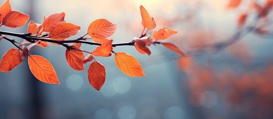 Fototapete - As autumn fades away the crispness of winter approaches showcasing the stunning beauty of nature in a close up view with a captivating toning effect Copy space image