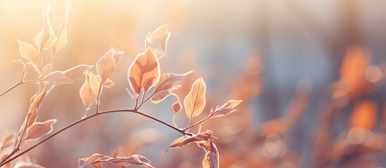 Fototapete - As autumn fades away the crispness of winter approaches showcasing the stunning beauty of nature in a close up view with a captivating toning effect Copy space image