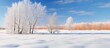 © HN Works - In a winter landscape young trees with dry red foliage are covered in snow The trees stand under a blue sky creating a beautiful image with copy space