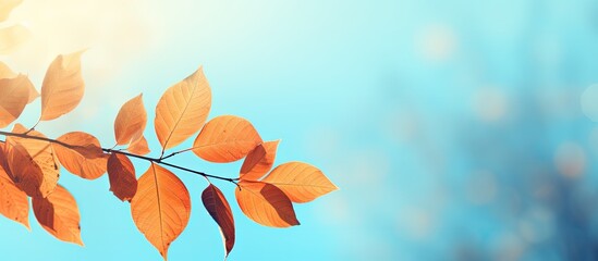 Poster - Autumnal Gingo leaves shine brightly against a serene blue sky creating a beautiful copy space image with a gentle glow effect 146 characters