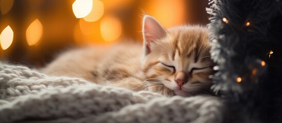 Poster - Cozy kitten snuggled under a warm blanket nestled against a festive background featuring a Christmas tree Ample space available for adding text