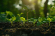© forenna - Green sprouts of plants grow from the soil in sequence, captured in a closeup view. The sunlight bathes the tender leaves, while the blurred background enhances the focus on the sp
