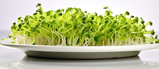 Wall Mural - A fresh plate of organic broccoli sprouts on a white surface with ample copy space to showcase its nutritious qualities and suitability for a healthy diet