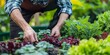 © Armin - Image of a gardener tending to a lush vegetable garden, showcasing vibrant and diverse plant life, emphasizing the nurturing aspect of human interaction with nature.