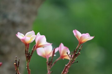 Wall Mural - pink magnolia flower