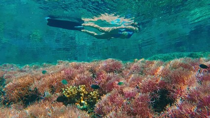 Poster - Woman swims underwater in the tropical sea and slowly moves over the vivid and pink coral reef with fish