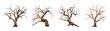 © vectornation - Dead tree set with branches and twisted trunk. Leafless tree on transparent background