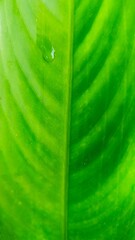 closeup detail of the texture, fibers and veins of a green leaf