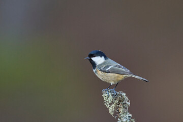 Wall Mural - Coal Tit (Periparus ater) perched on a branch in the highlands of Scotland