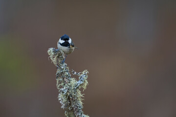 Wall Mural - Coal Tit (Periparus ater) perched on a branch in the highlands of Scotland