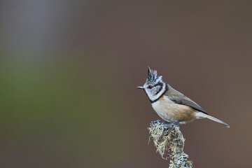 Wall Mural - Crested Tit (Lophophanes cristatus) perched on a branch in the highlands of Scotland