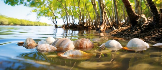 Wall Mural - Fresh big cockles on hand in mangrove forest. Creative banner. Copyspace image