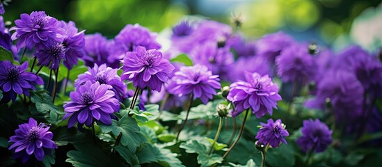 Purple summer flowers close up on a background of green leaves. Creative banner. Copyspace image