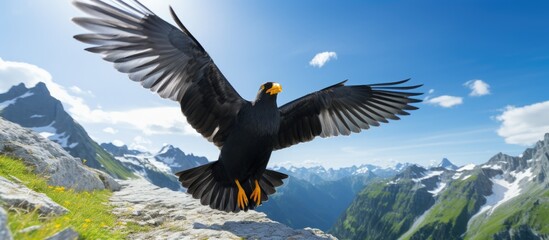 Sticker - The Yellow billed chough Pyrrhocorax graculus is a bird typical of the Alps. Creative banner. Copyspace image