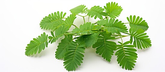 Leinwandbilder - The Mimosa Pudica. Creative banner. Copyspace image