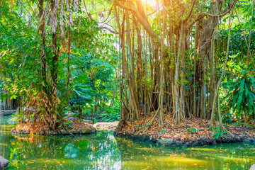 Dense growths of tropical plants and trees in the swampy lake river pond areas of equatorial monsoon forests, landscape flora