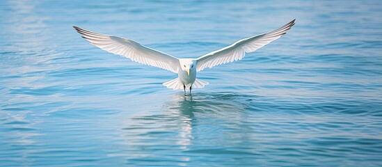 Sticker - White seagull in the water. Creative banner. Copyspace image