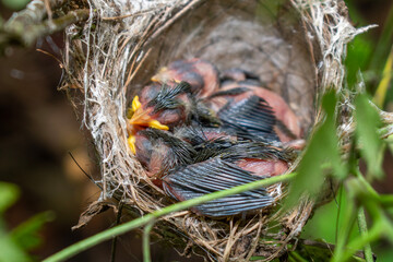 Poster - Small birds in the nest, baby birds in nest. Close up the bird's nest of nature