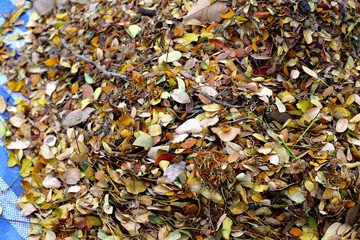 Canvas Print - Brown dried leaves of rain tree. Dried leaves for composting