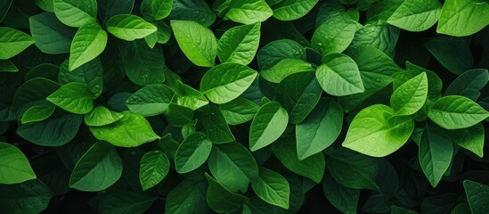 Poster - Green leaf background abstract texture. Creative banner. Copyspace image