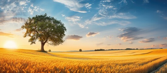 Sticker - Beautiful wheat landscape on Sunny day Blue sky Ripe wheat Gold Wheat flied panorama with tree at sunset rural countryside Wheat field and countryside scenery. Creative banner. Copyspace image