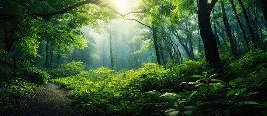Poster - Green leaves and Sunlight in forest in the day. Creative banner. Copyspace image