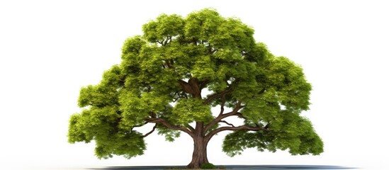 Aufkleber - Tree isolated on white background high resolution for graphic decoration suitable for both web and print media. Creative banner. Copyspace image