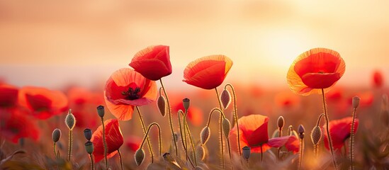 Aufkleber - The amazing nature of red poppies under sunlight at sunset of a summer day A natural view of a blossoming flower as a background. Creative banner. Copyspace image