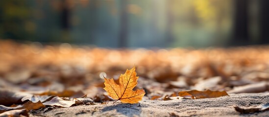 Aufkleber - A leaf that is on the ground. Creative banner. Copyspace image