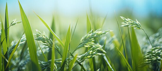 Wall Mural - Rice in the field. Creative banner. Copyspace image
