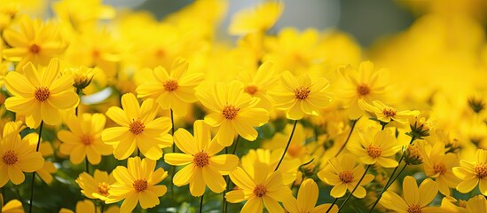 Aufkleber - Beautifully colored flowers yellow very beautiful. Creative banner. Copyspace image