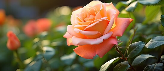 Poster - Pink orange color rose in the garden Green leaves with blossom Close up of the blooming flower. Creative banner. Copyspace image