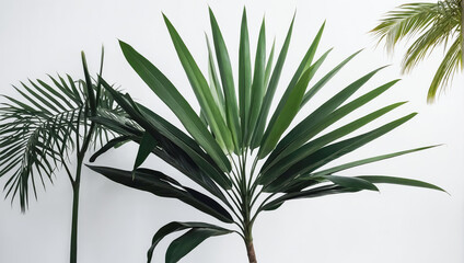 Wall Mural - creative layout of colorful palm leaves on a white background in the rays of the sun, with shadows. 