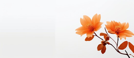 Canvas Print - lonely orange flower. Creative banner. Copyspace image