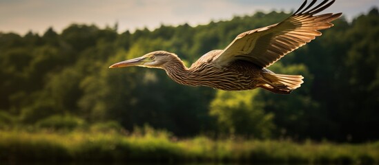 Aufkleber - A beautiful bittern flies over the forest glade low over the grass. Creative banner. Copyspace image