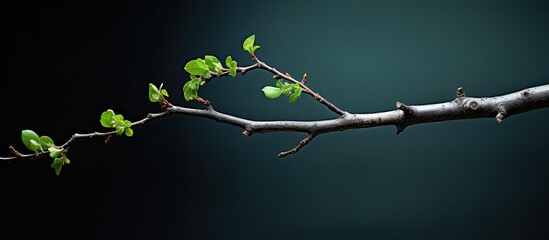 a young twig with green leaves in the spring against the background of fallen last year s foliage. Creative banner. Copyspace image