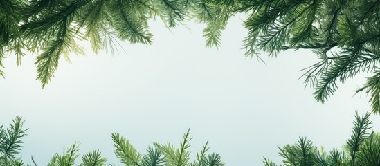 Poster - Several pine green leaves seen from below. Creative banner. Copyspace image