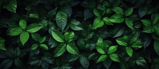 Fototapete - green leaves on the black dop background. Creative banner. Copyspace image
