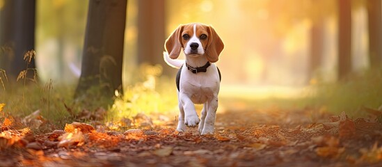 Wall Mural - beagle in the park. Creative banner. Copyspace image