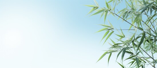 Poster - Decorative Bamboo Plants on a sky background. Creative banner. Copyspace image