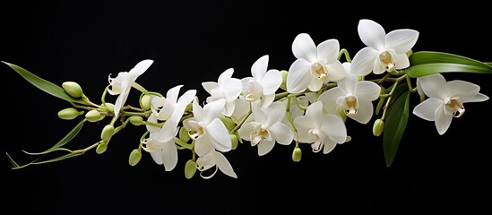 Poster - dendrobium orchid the color is white there are some buds that haven t bloomed yet. Creative banner. Copyspace image