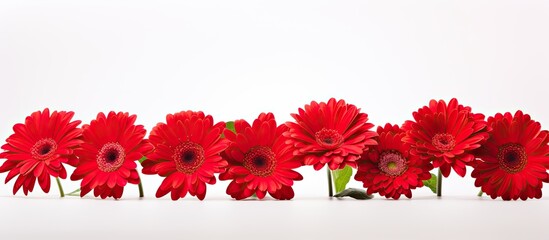 Aufkleber - Red gerbera flowers Isolated. Creative banner. Copyspace image