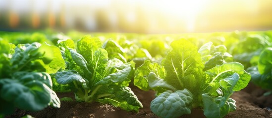 Poster - Baby Chinese Kale in the garden healthy food organic vegetables tropical. Creative banner. Copyspace image