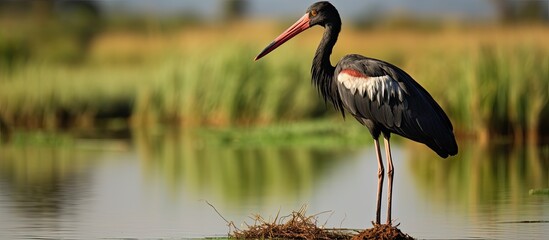 Poster - The black stork Ciconia nigra Nameri National Park. Creative banner. Copyspace image