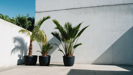 Wall Mural - creative layout of colorful palm leaves on a white background in the rays of the sun, with shadows. 