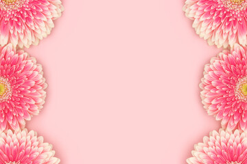 Wall Mural - border frame made of gerbera flowers on a pink background. festive spring concept.
