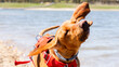 © ADDICTIVE STOCK - Playful Vizsla shaking off water by the lake