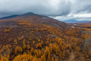 Wall Mural - Aerial view of mountains and autumn forest. Top view of yellow larch trees. Cloudy. Beautiful northern nature. Travel and hiking in Siberia and the Russian Far East. Ola river, Magadan Region, Russia.