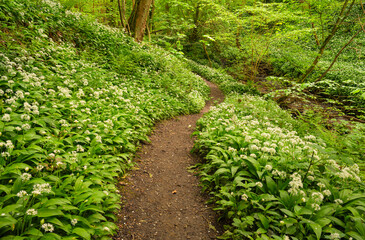 Sticker - Footpath through Wild Garlic in Humford Woods, at Humford Woods in Bedlington Country Park, Northumberland which is popular with walkers and sits on the banks of the River Blyth