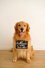 Canvas Print - golden retriever com placa de promovido irmão mais velho